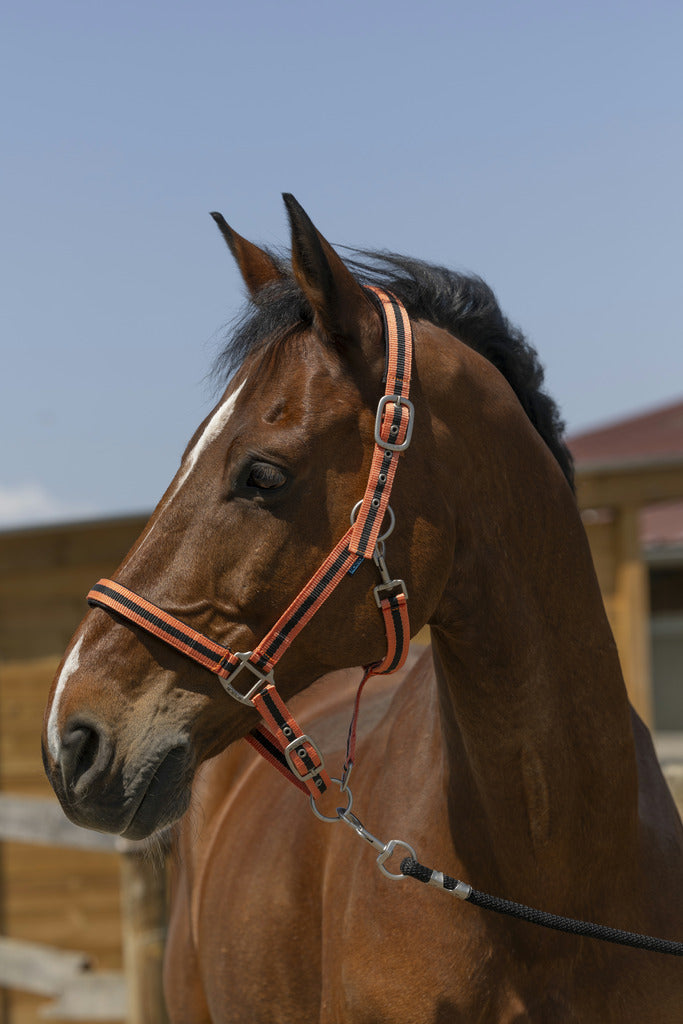 Licol NORTON Satiné corail / noir