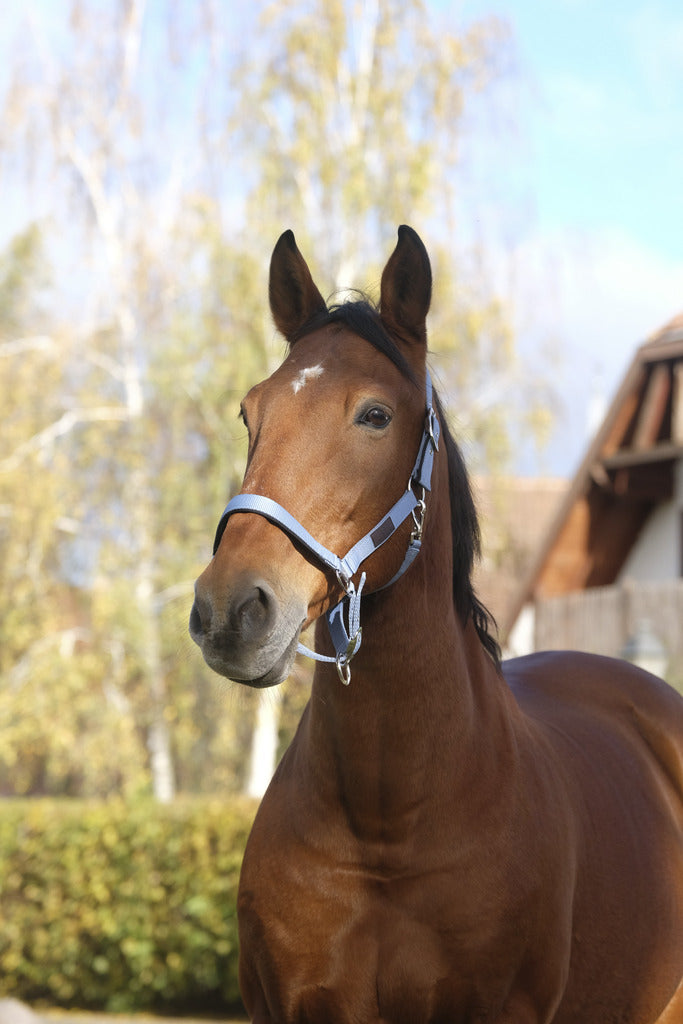 Licol nylon mouton soft noir Cob KENTUCKY HORSEWEAR Licol nylon mouton soft noir Cob KENTUCKY HORSEWEAR