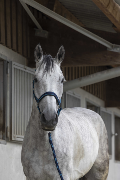 Licol + longe EQUITHEME Satiné marine / ciel