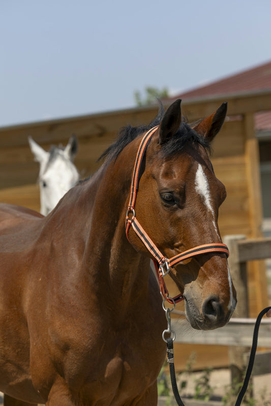 Licol NORTON Satiné corail / noir