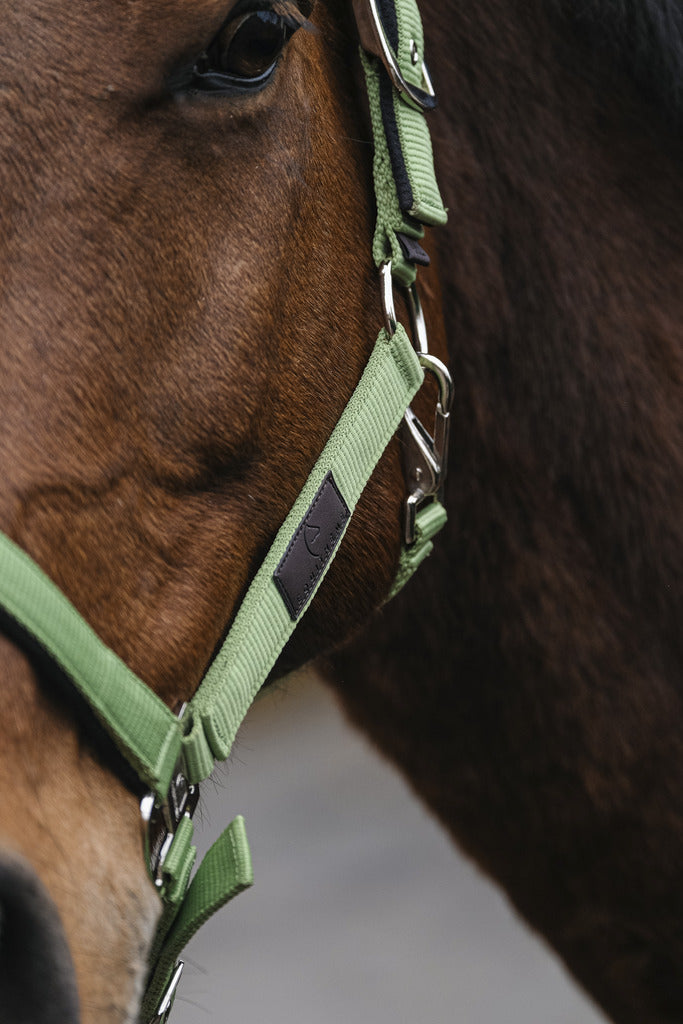 Licol nylon EQUITHEME Spring vert clair